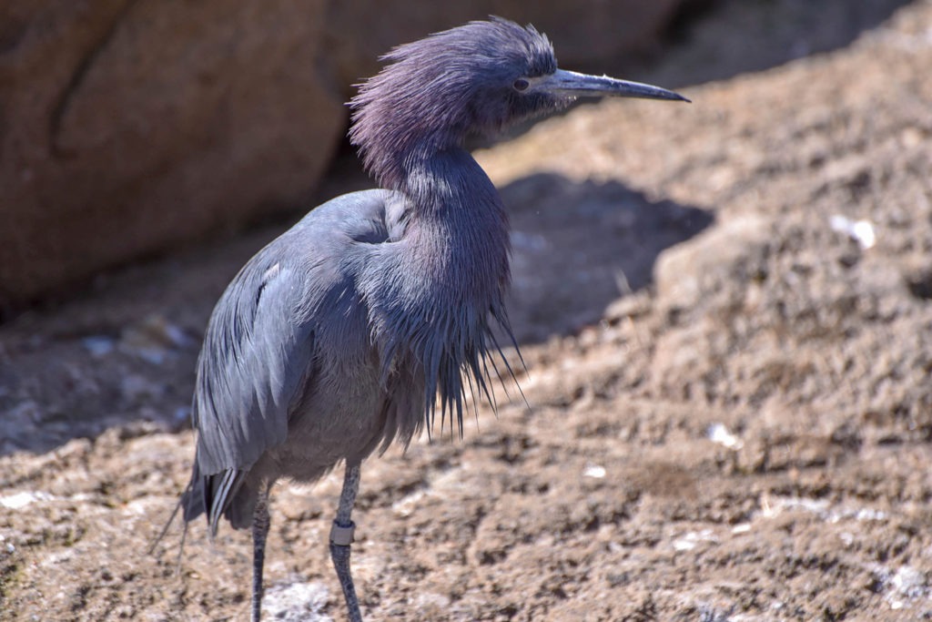 Little Blue Heron The Maryland Zoo