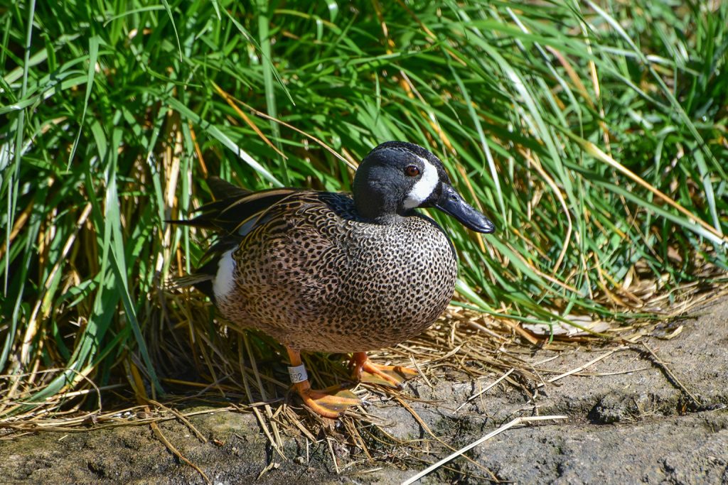 blue wing duck background