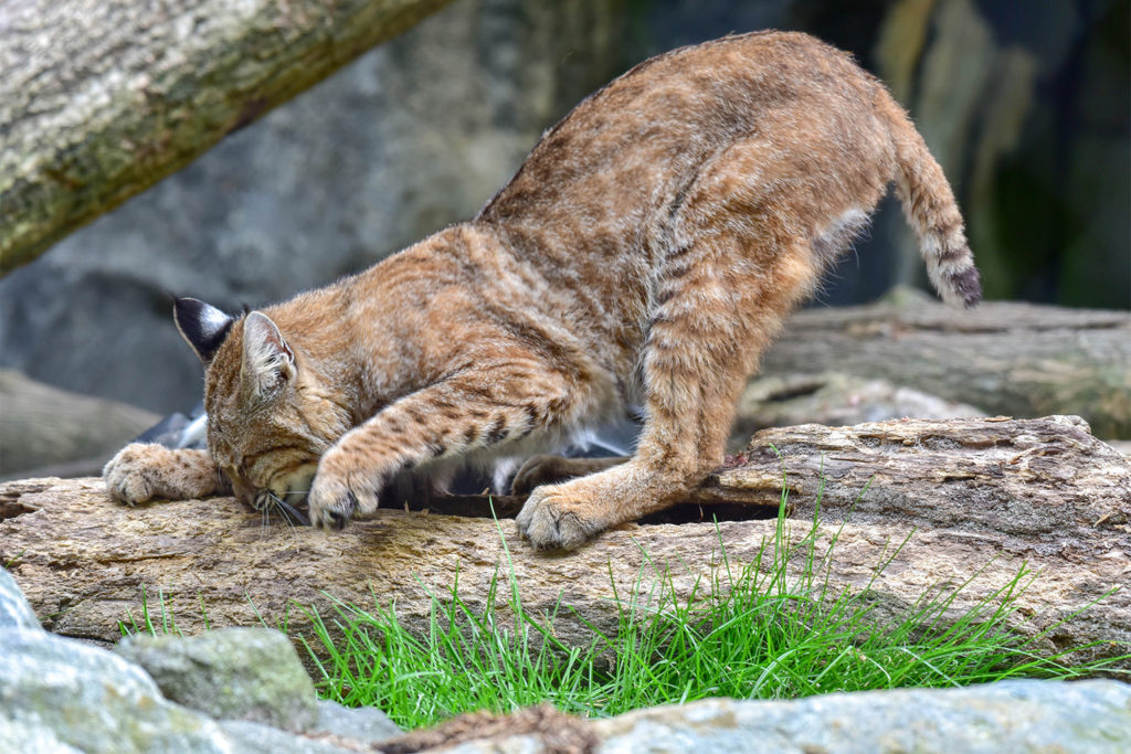 [Linked Image from marylandzoo.org]