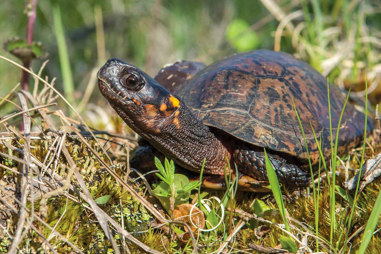 Bog Turtle | The Maryland Zoo