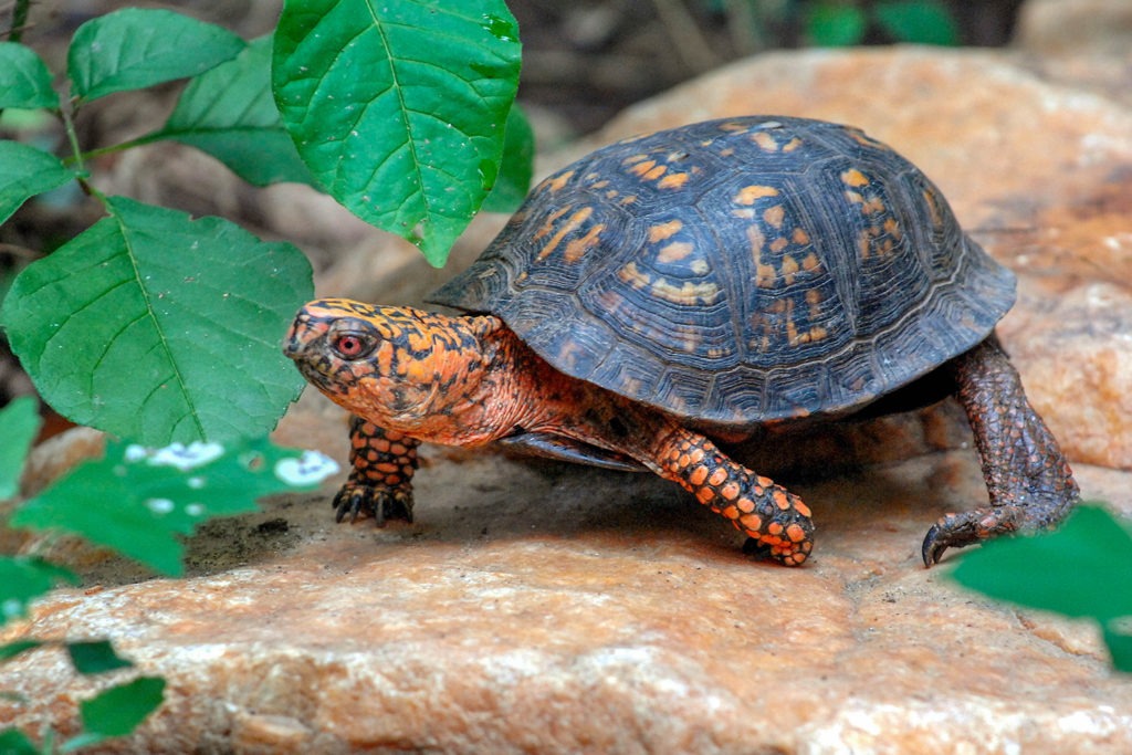 eastern box turtle background