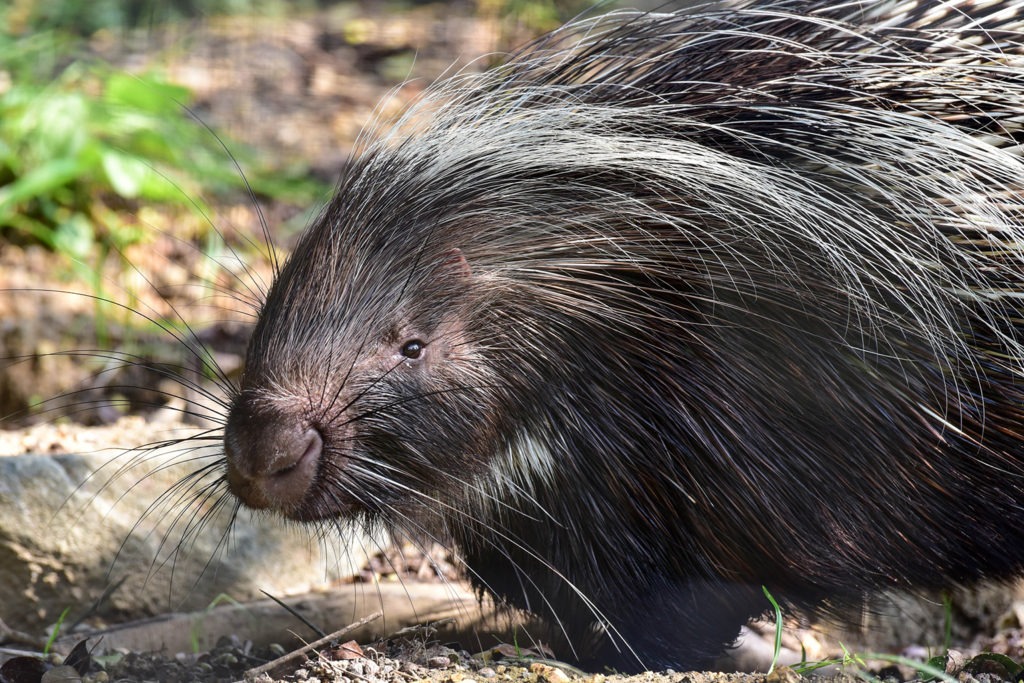 cape porcupine background