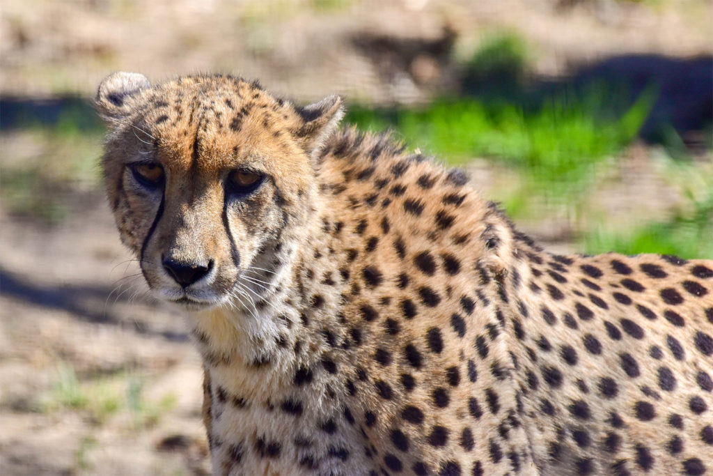 The cheetah is the fastest mammal on earth. 