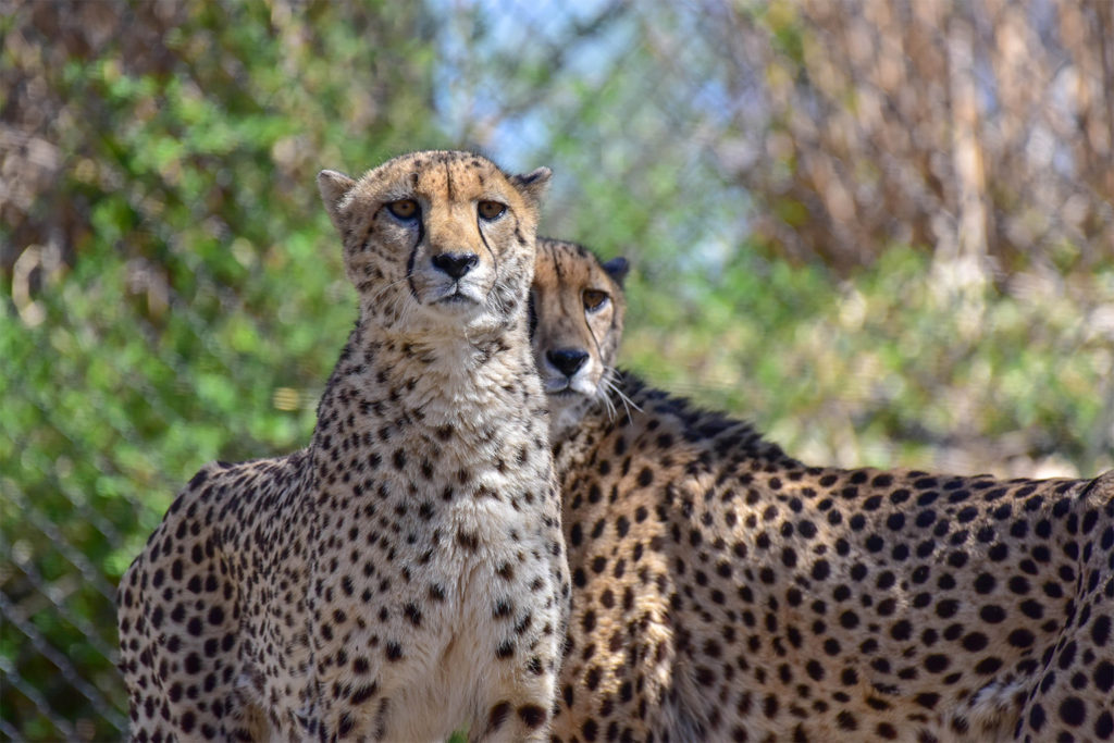 two cheetahs