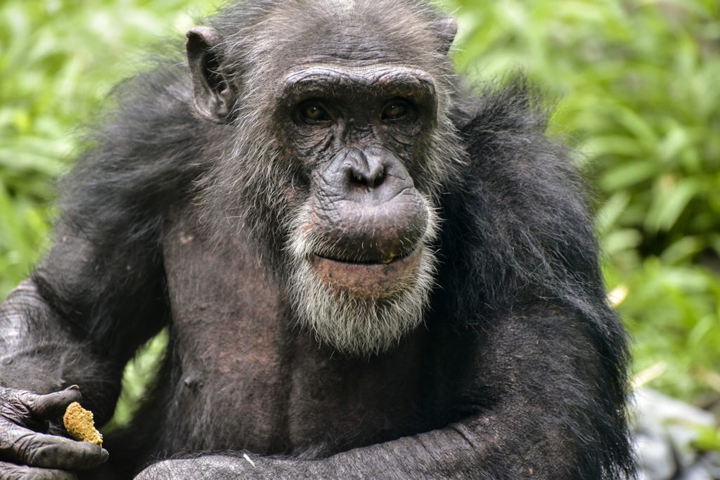 chimpanzee the maryland zoo