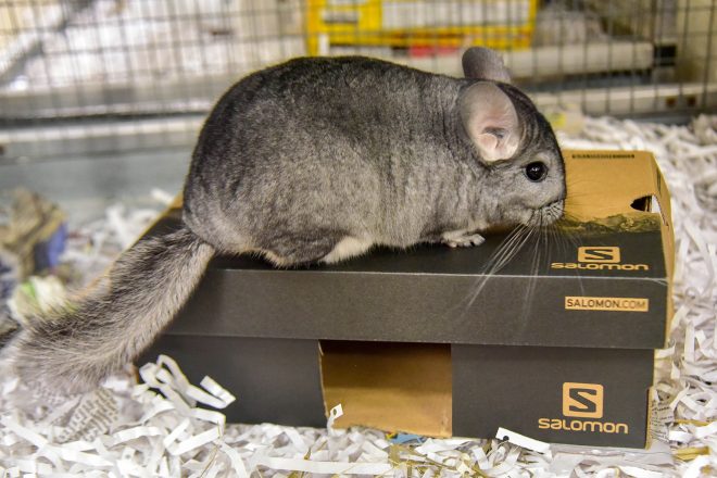 chinchilla on cardboard box