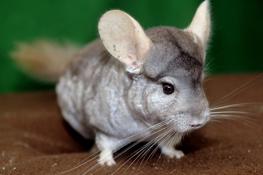 do chinchillas get along with dogs