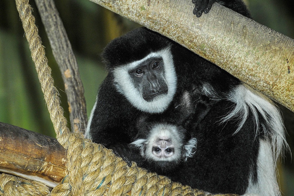 Colobus Monkey The Maryland Zoo Colobus Monkey The Maryland Zoo