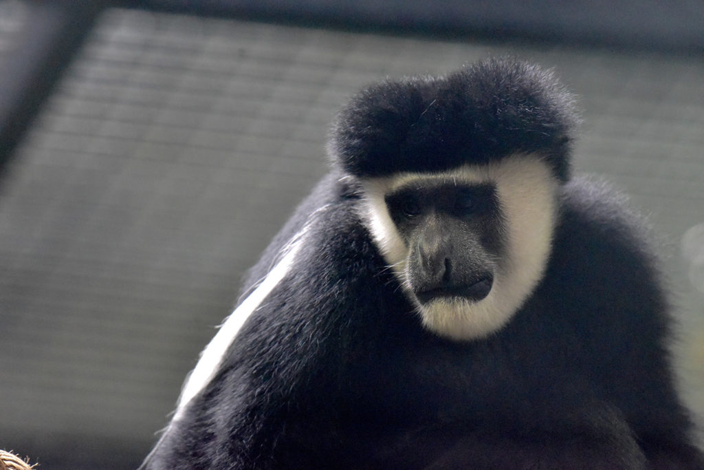 colobus monkey