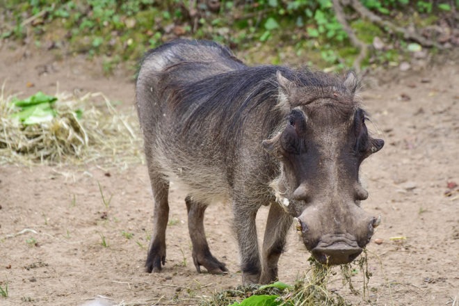 common warthog