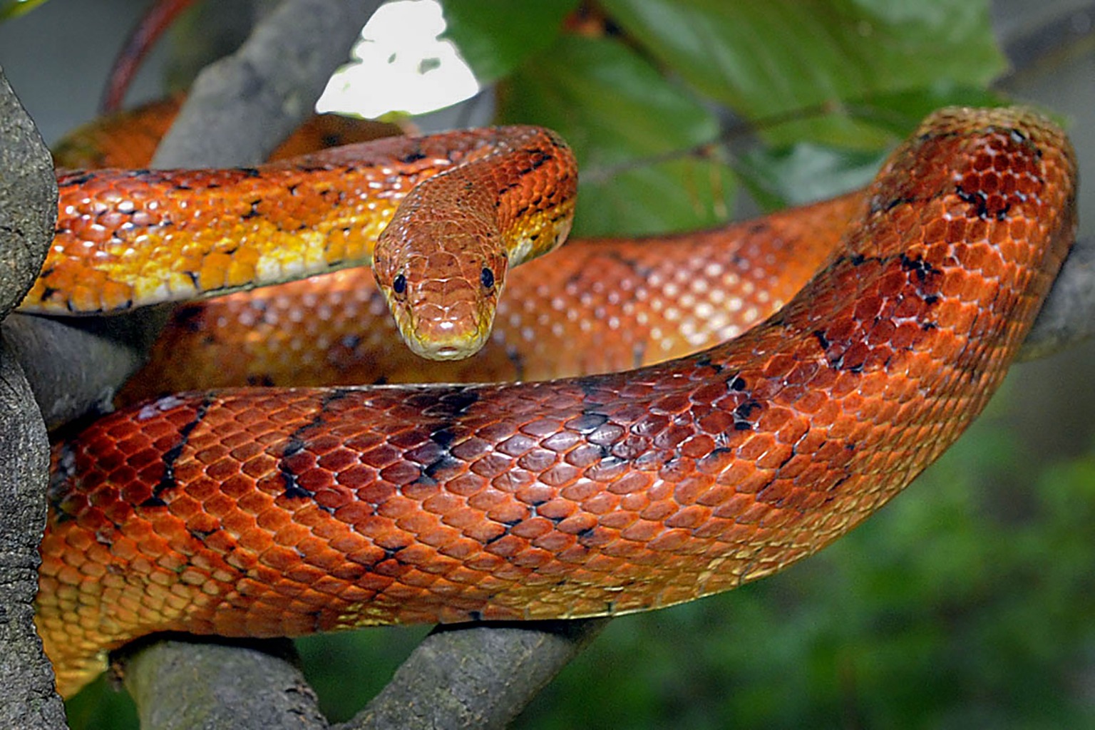 Corn Snake | The Maryland Zoo