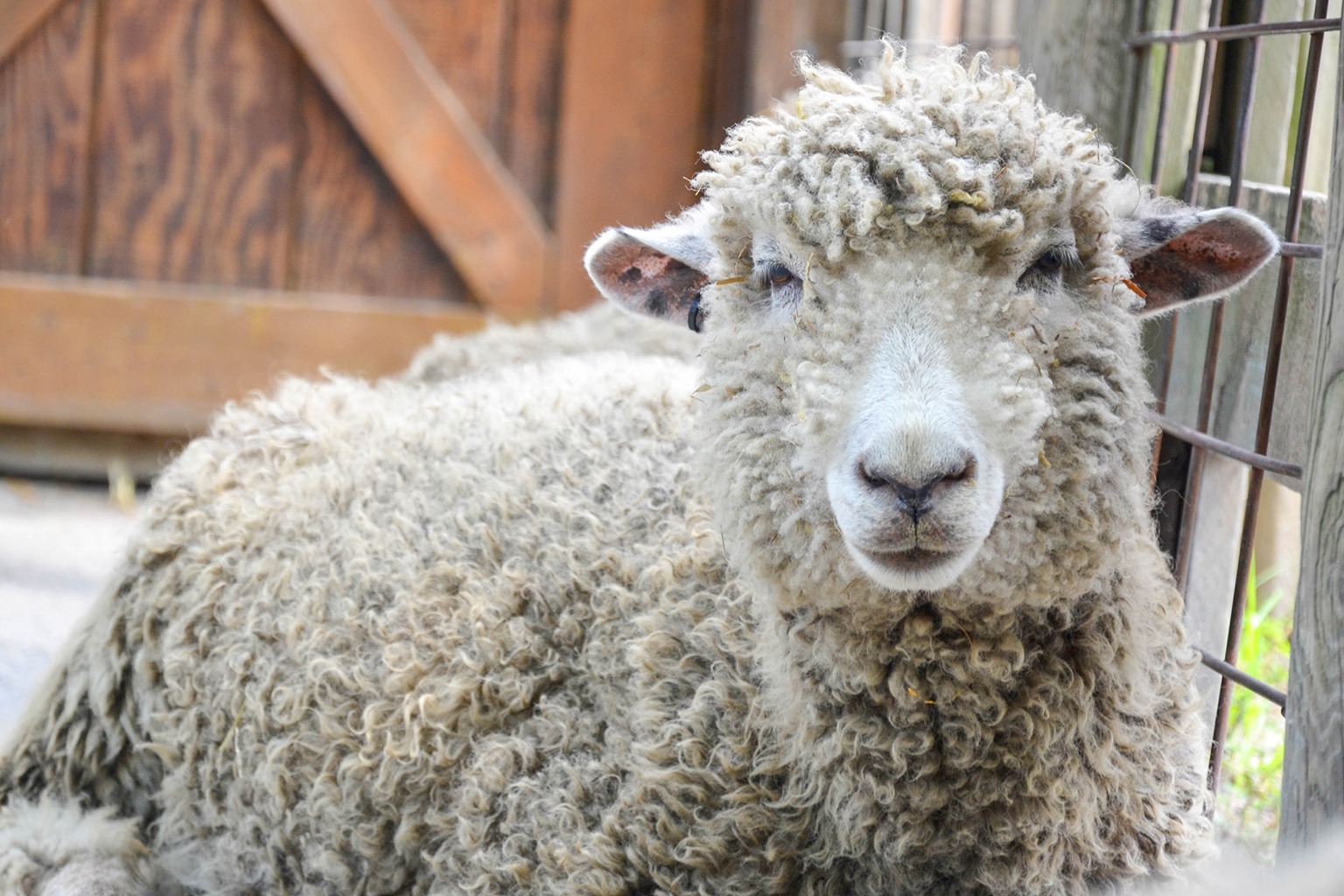 Cotswold Sheep | The Maryland Zoo