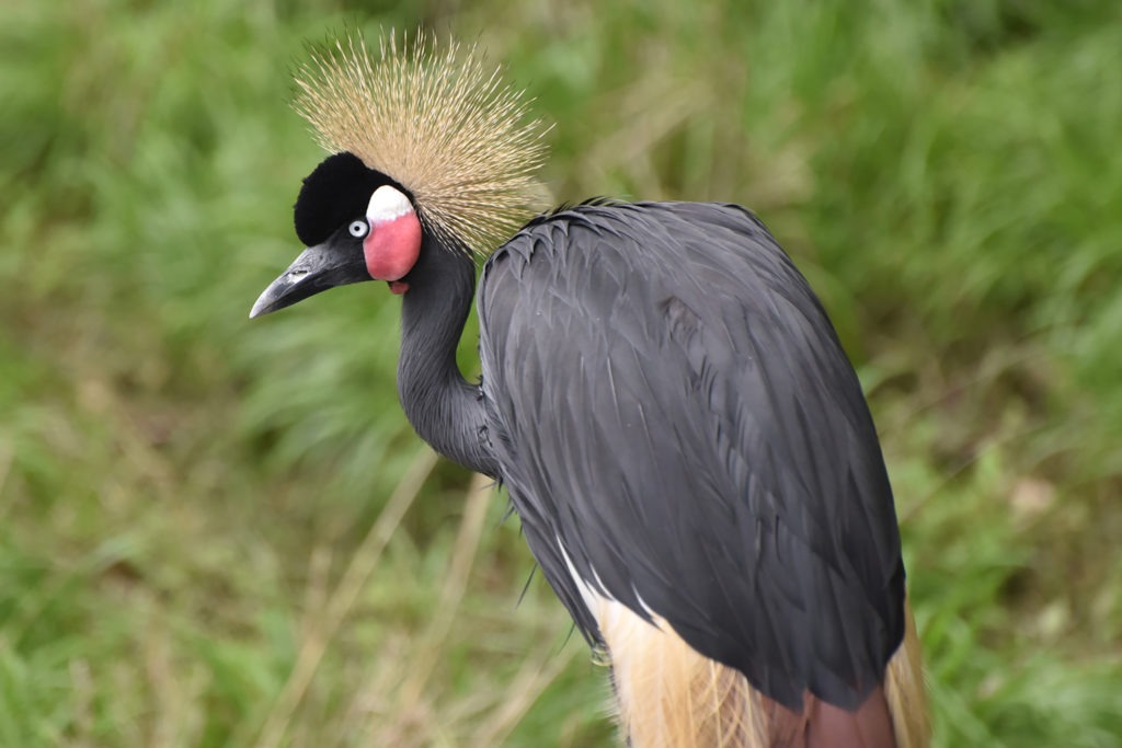 black crowned crane background