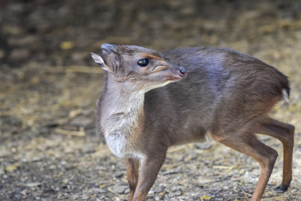 blue duiker