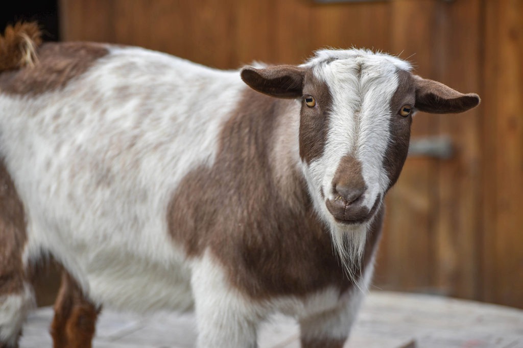 Nigerian Dwarf Goat background
