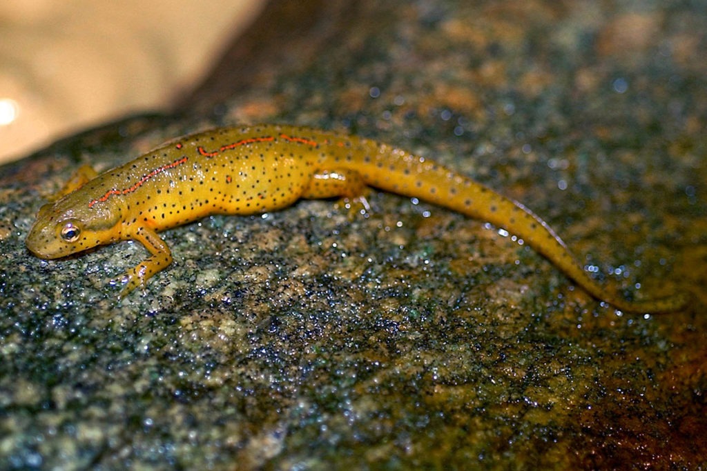 Eastern Newt background