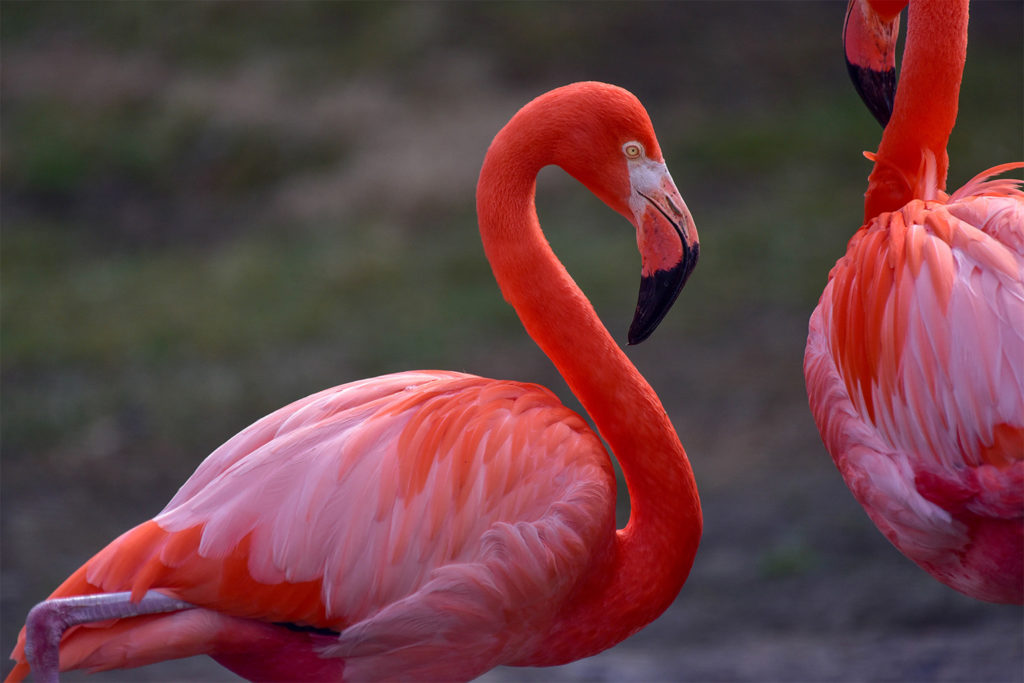 Caribbean Flamingo The Maryland Zoo