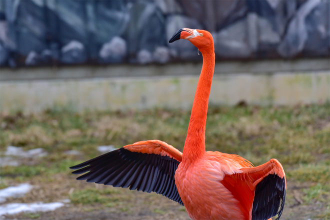 flamingo with wings spread