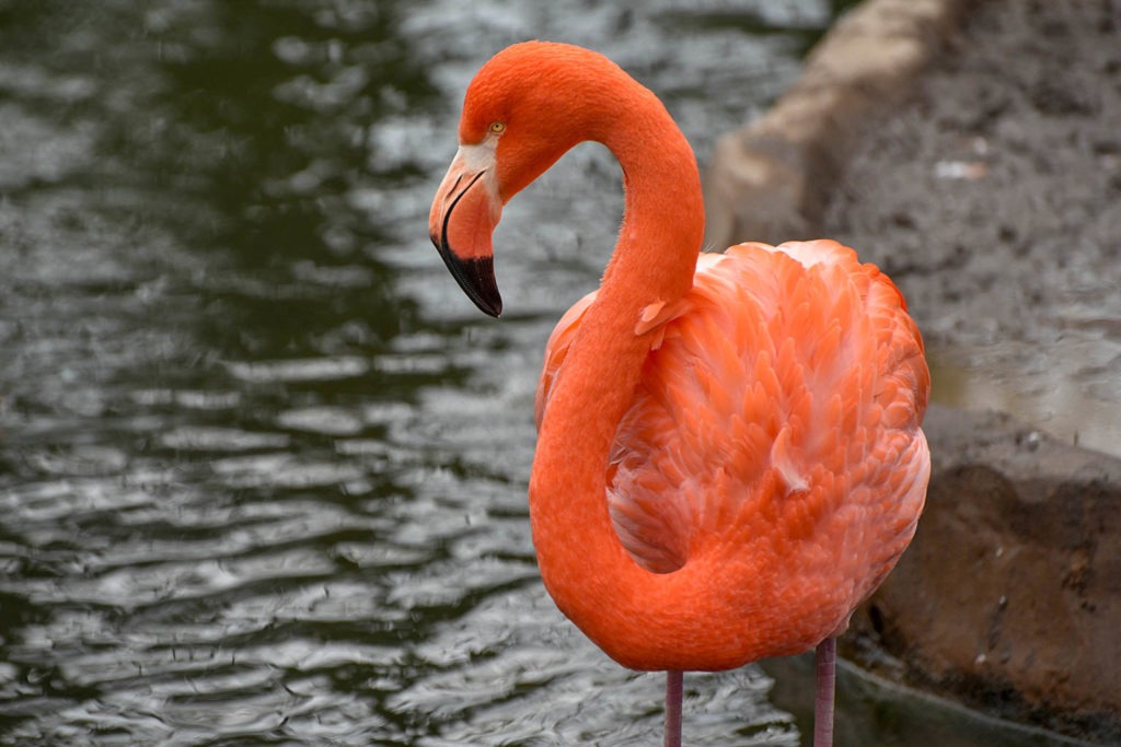 caribbean flamingo background