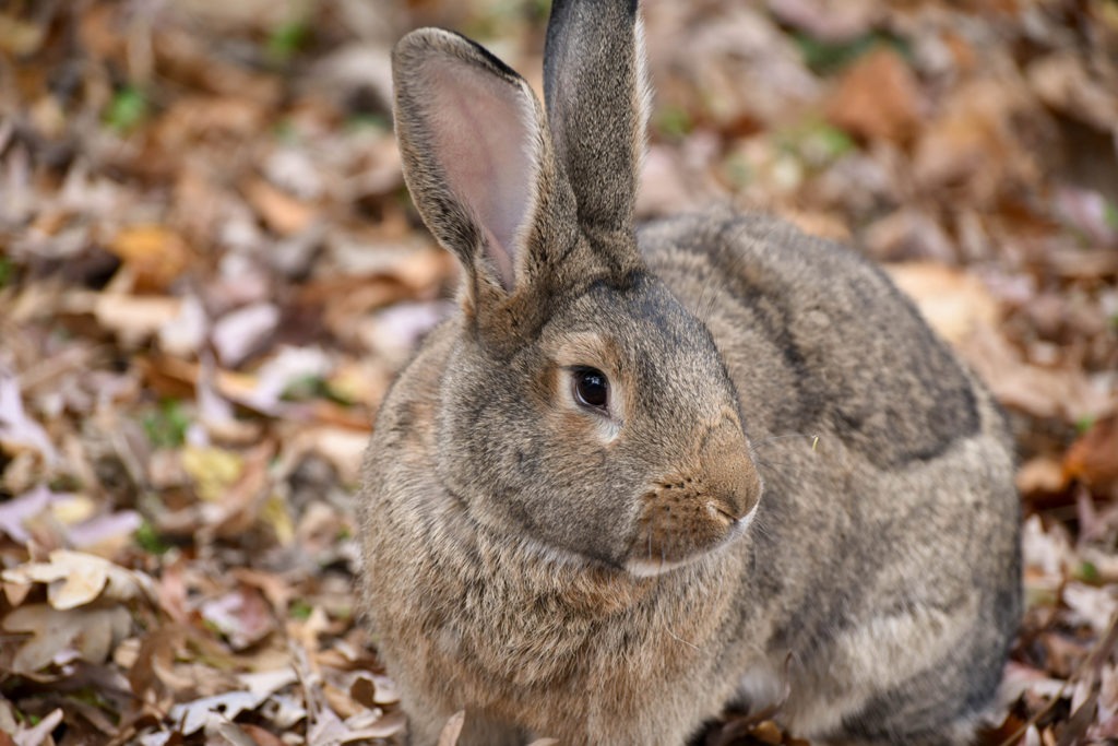 flemish giant rabbit background