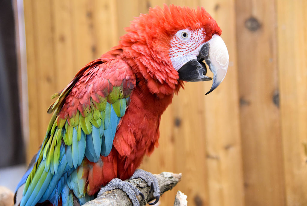 macaw sitting on a branch background
