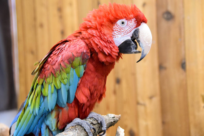 macaw sitting on a branch