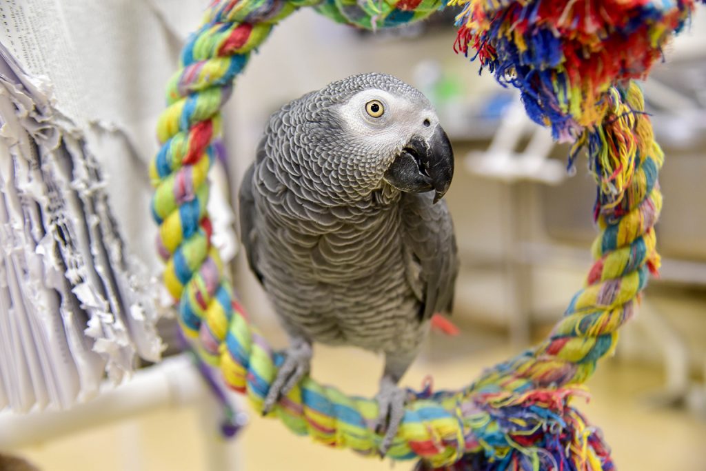 grey parrot background