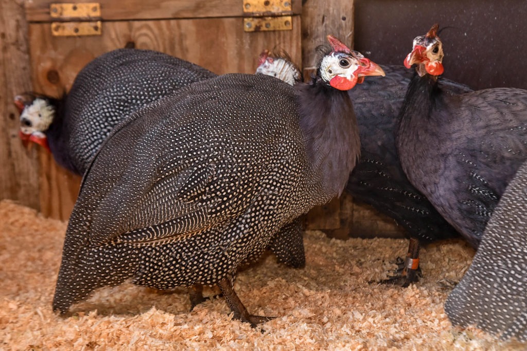 Guinea Fowl Age Chart