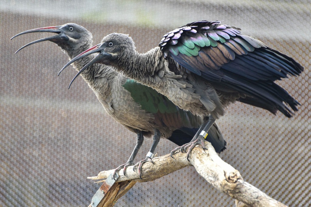 hadaba ibis background