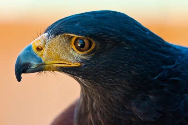 harris hawk