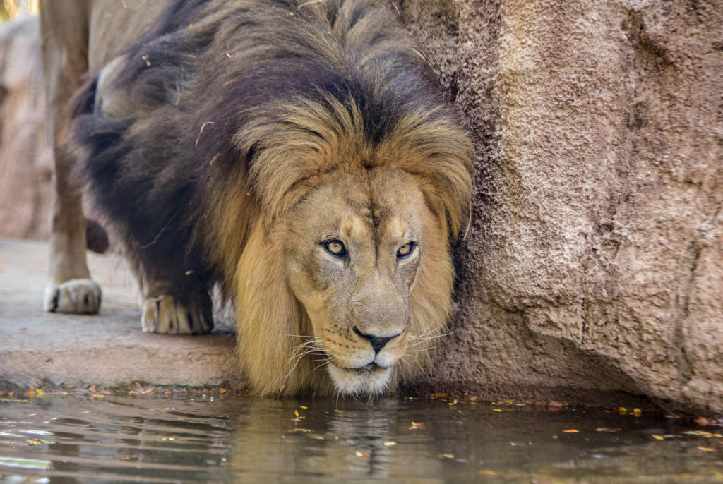 lion peering into water