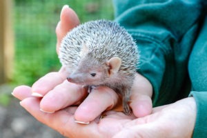 lesser hedgehog