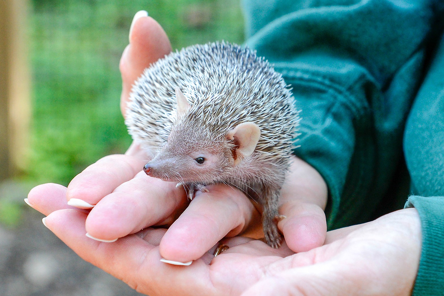 Lesser Hedgehog Tenrec | The Maryland Zoo Lesser Hedgehog Tenrec | The Maryland Zoo