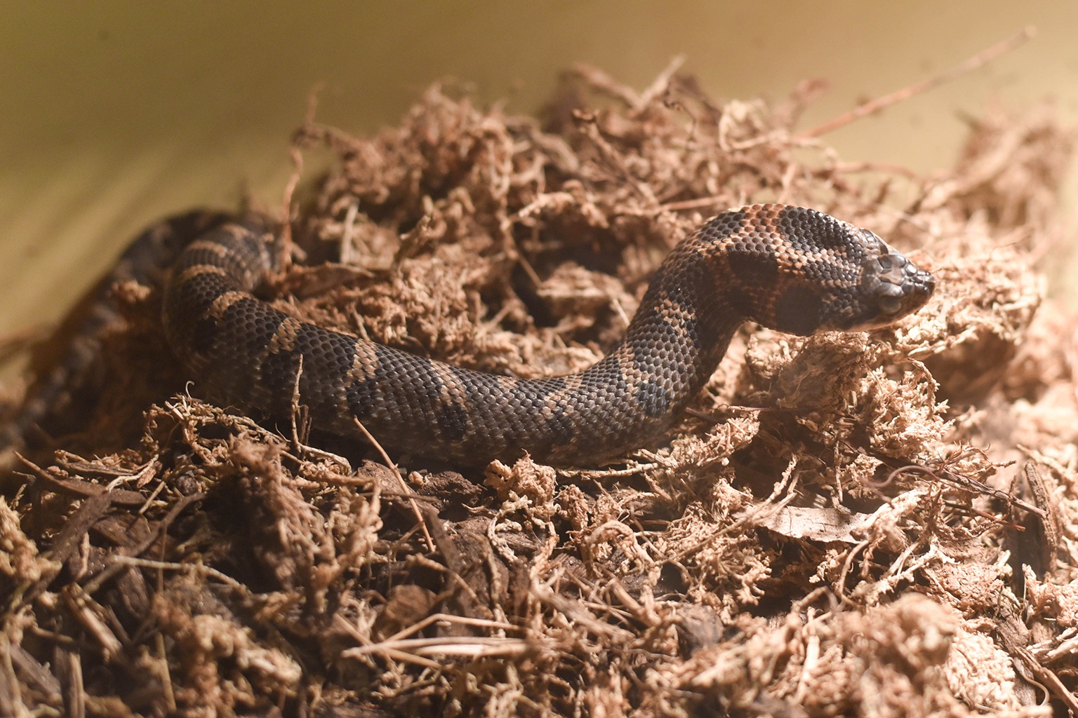 Eastern Hognose Snake - Playing Dead