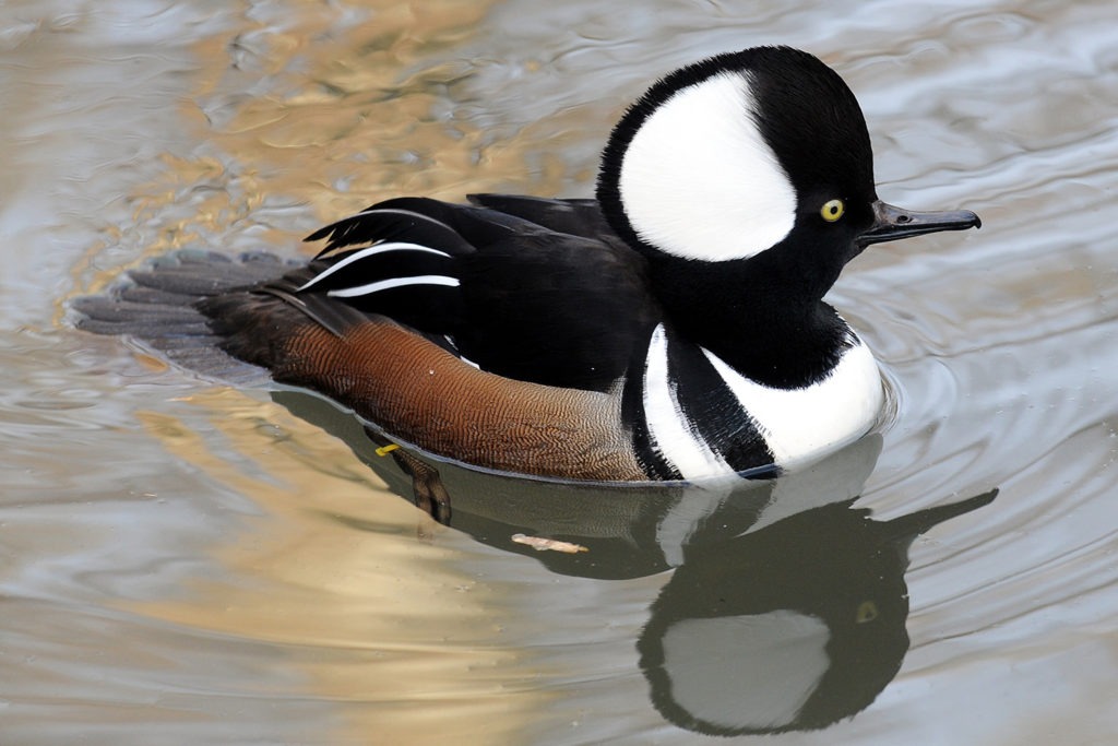 hooded merganser background