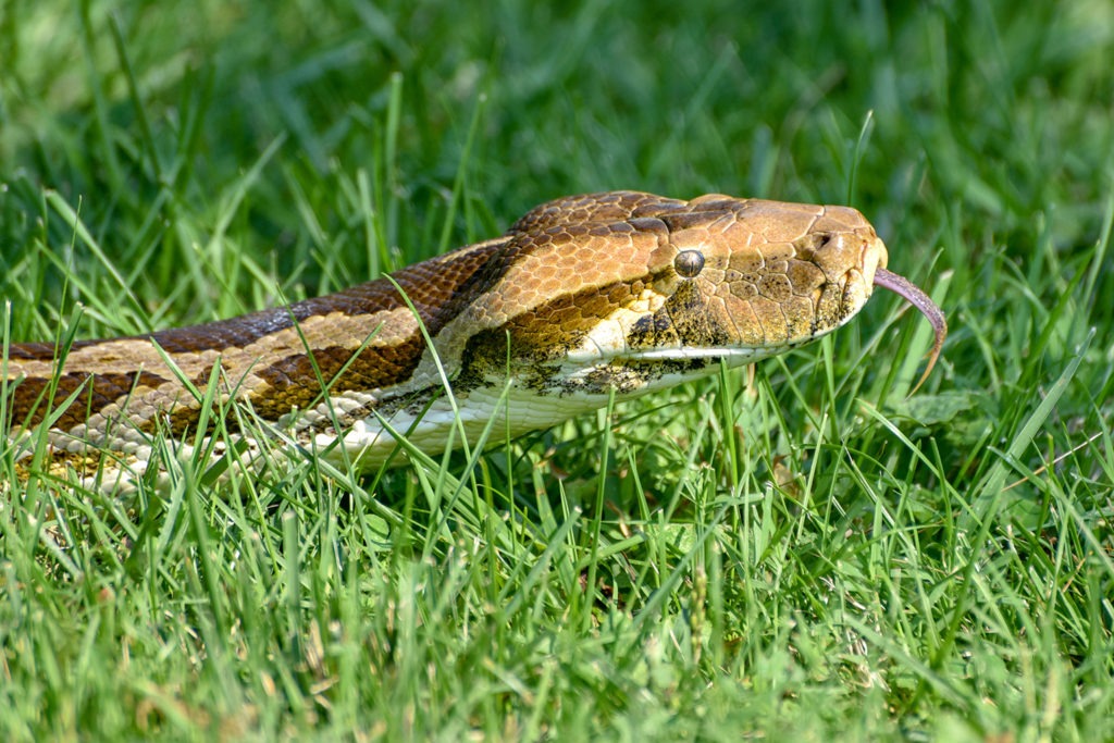 Indian Python  The Maryland Zoo