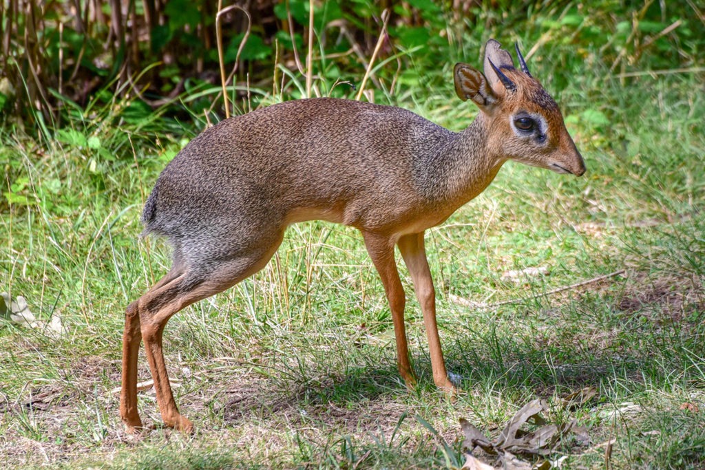 Image result for dikdik animal