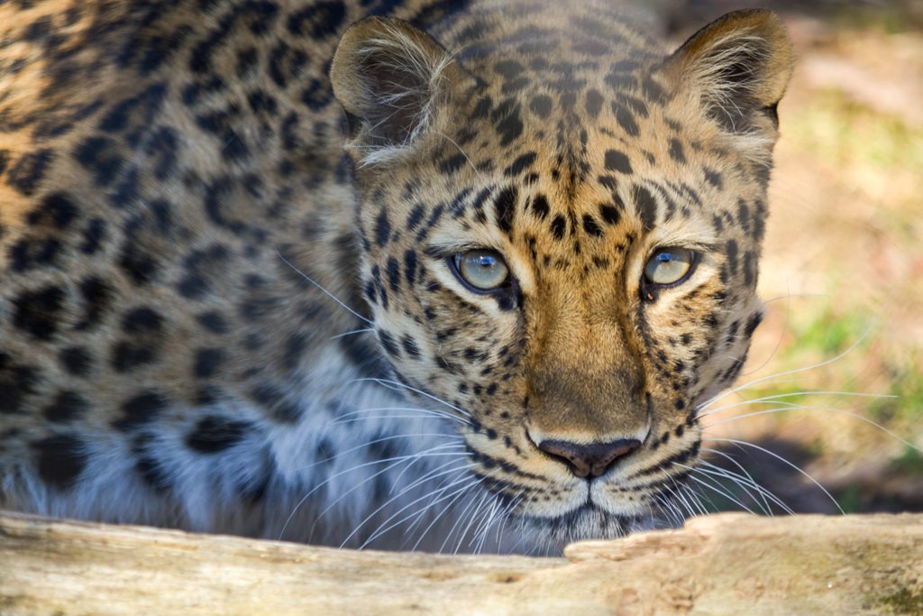 Leopard | The Maryland Zoo