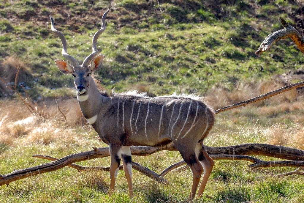 lesser kudu background