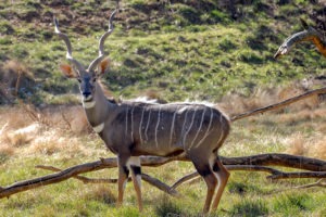 lesser kudu