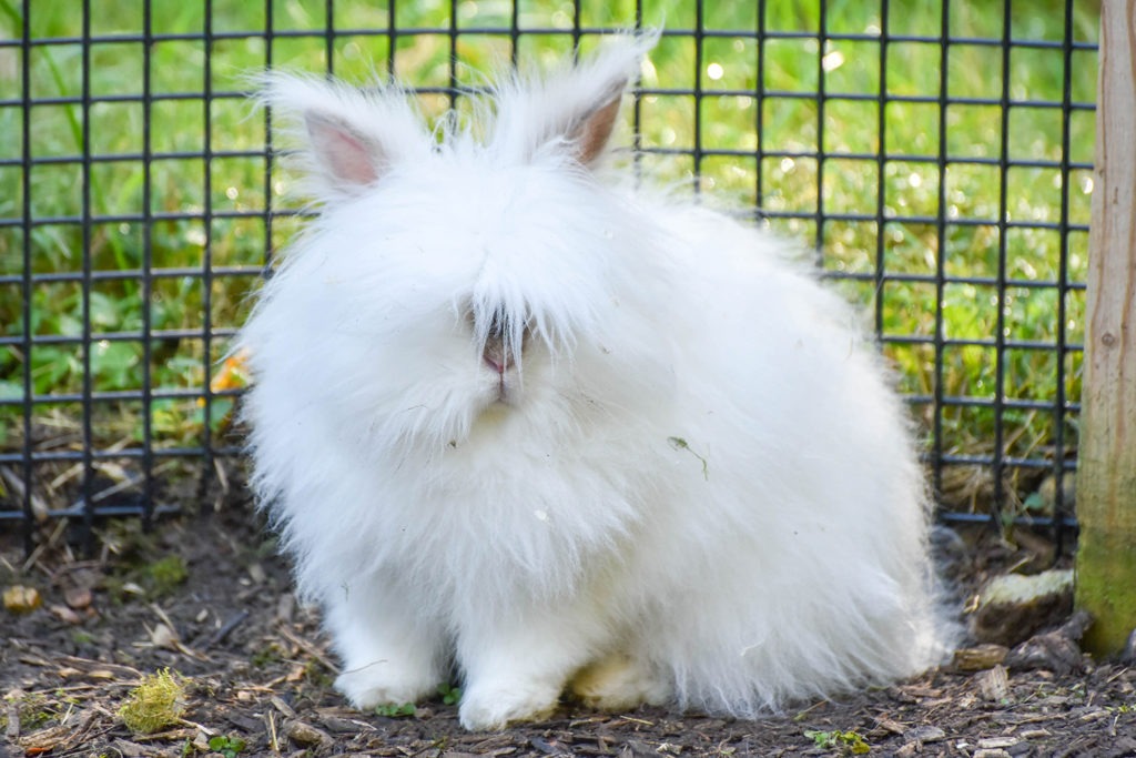 giant lionhead rabbit