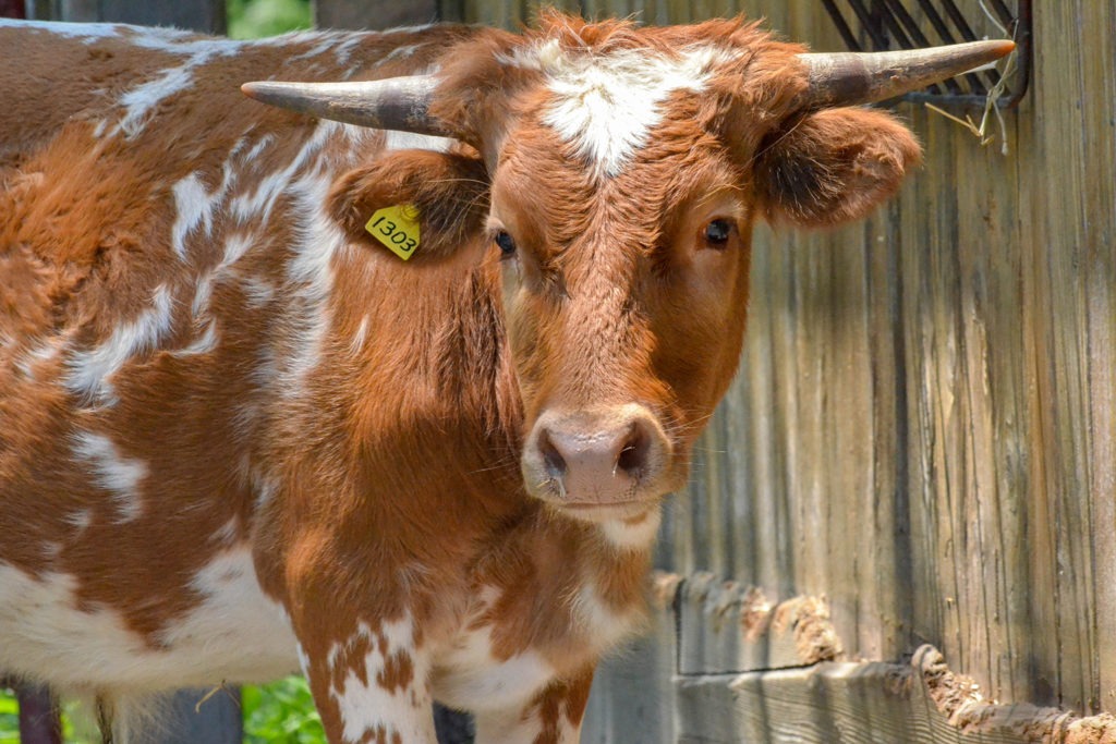 texas longhorn