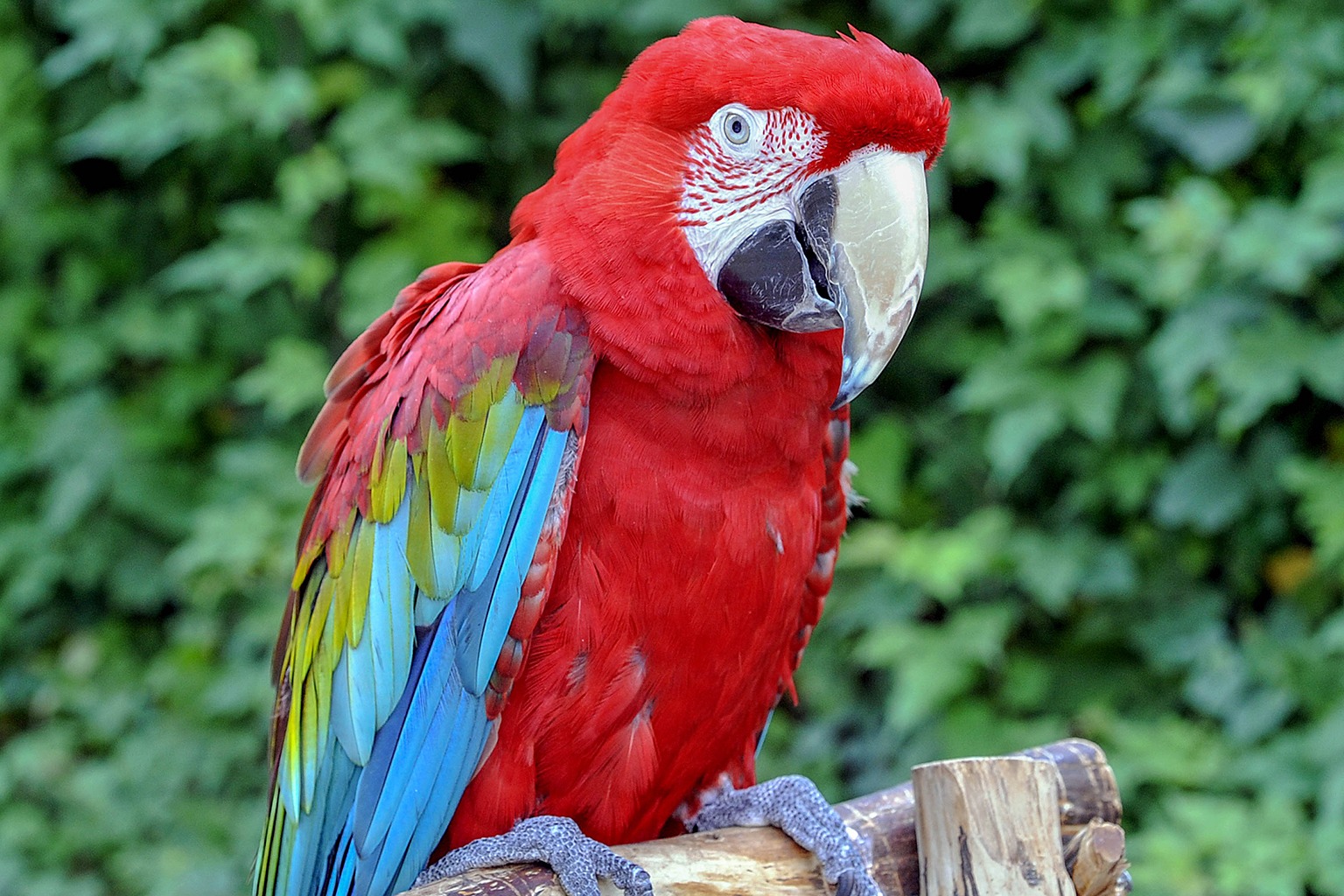 Green-winged Macaw | The Zoo