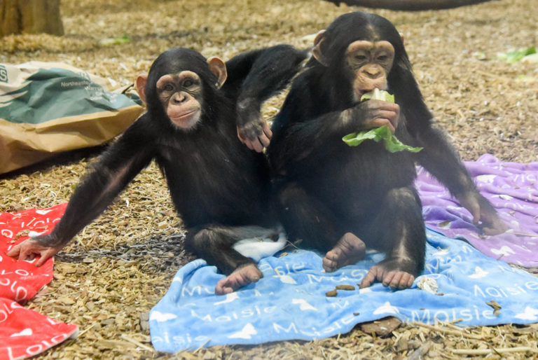 baby chimpanzees sitting on a blanket