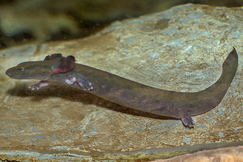 Mudpuppy background