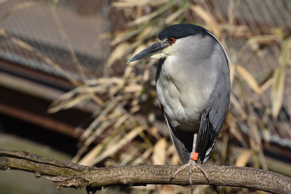 black crowned night heron background