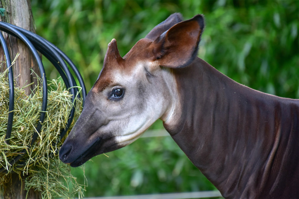 Okapi | The Maryland Zoo
