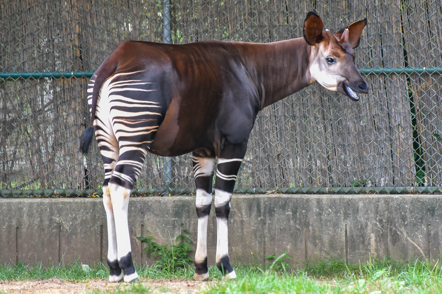 Okapi The Maryland Zoo Okapi The Maryland Zoo
