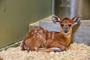 sitatunga calf