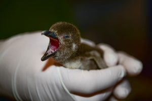 baby penguin